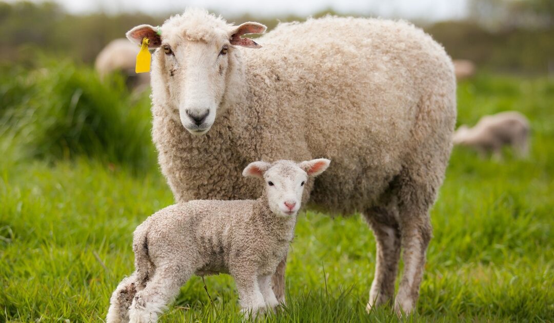 Navel Care – How to Avoid Infection in Lambs