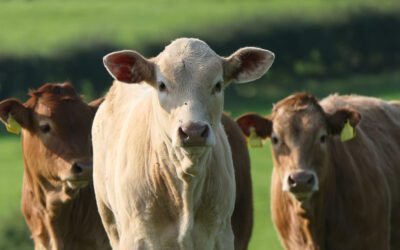 Cattle lameness – Are we doing more harm than good?