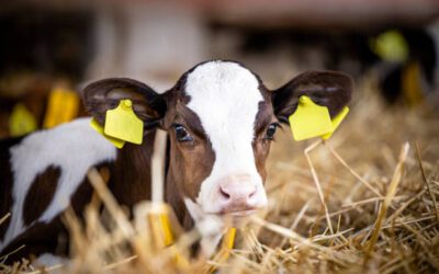 Treating Navels: Navel care in beef & dairy calves