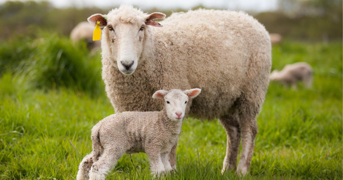 Navel Care – How to Avoid Infection in Lambs | nobacz