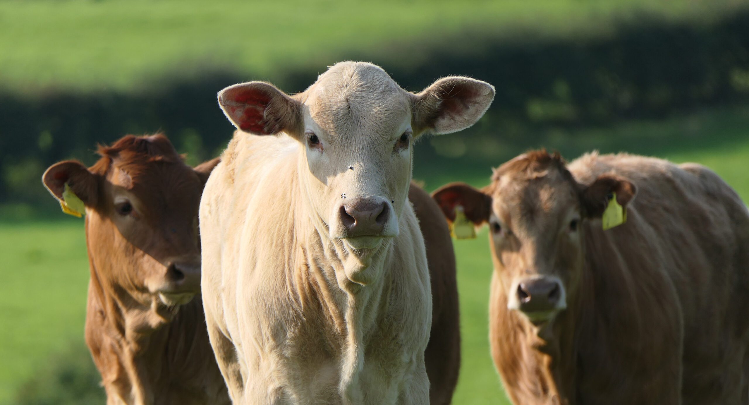 Cattle lameness – Are we doing more harm than good? | NoBACZ