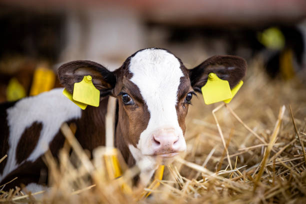 Treating Navels: Navel care in beef & dairy calves | nobacz