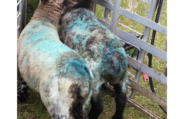 Flystrike in Sheep: Managing the Threat and Improving Recovery | NoBACZ